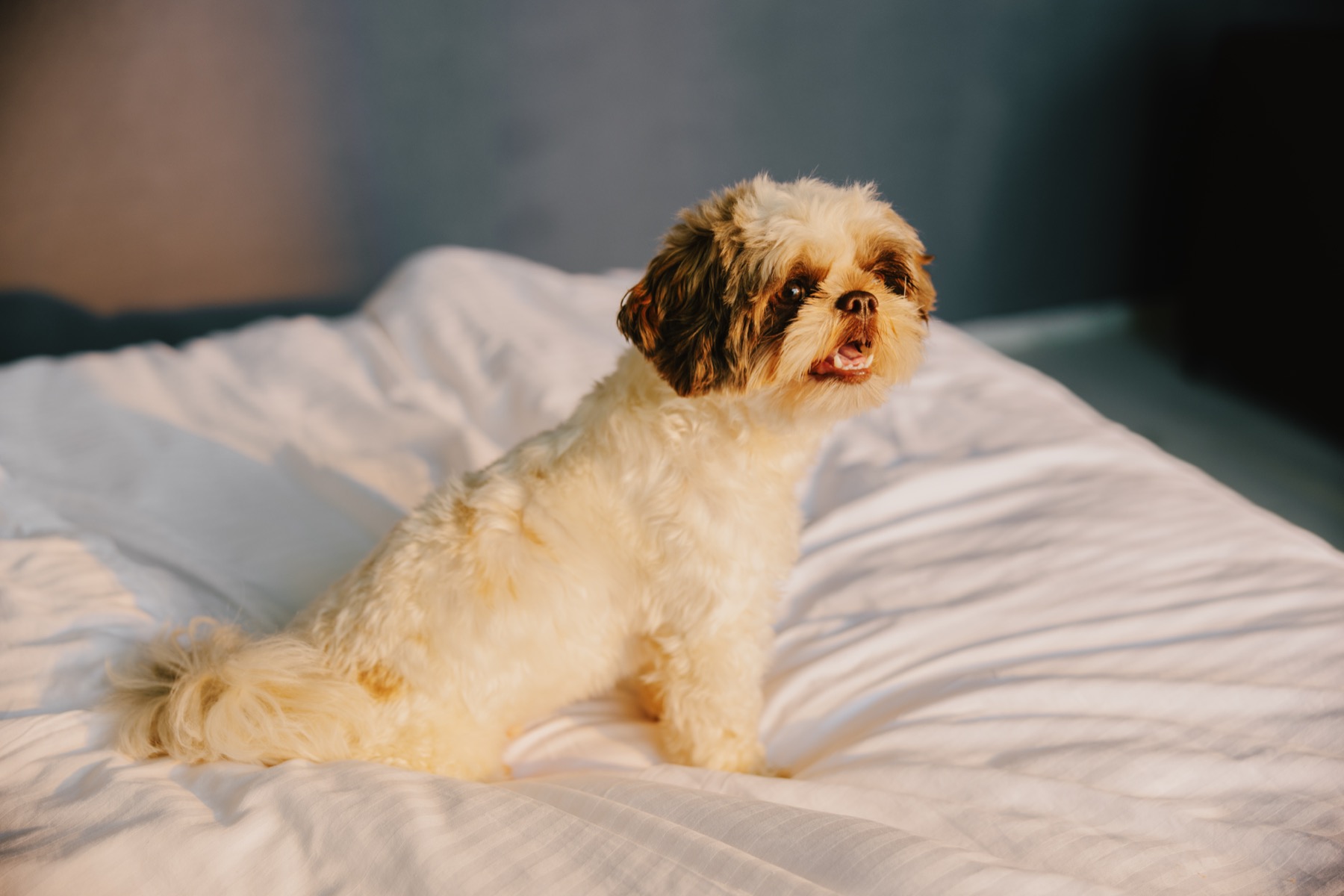 Shih Tzu relaxing on a Sunday Hotel bed