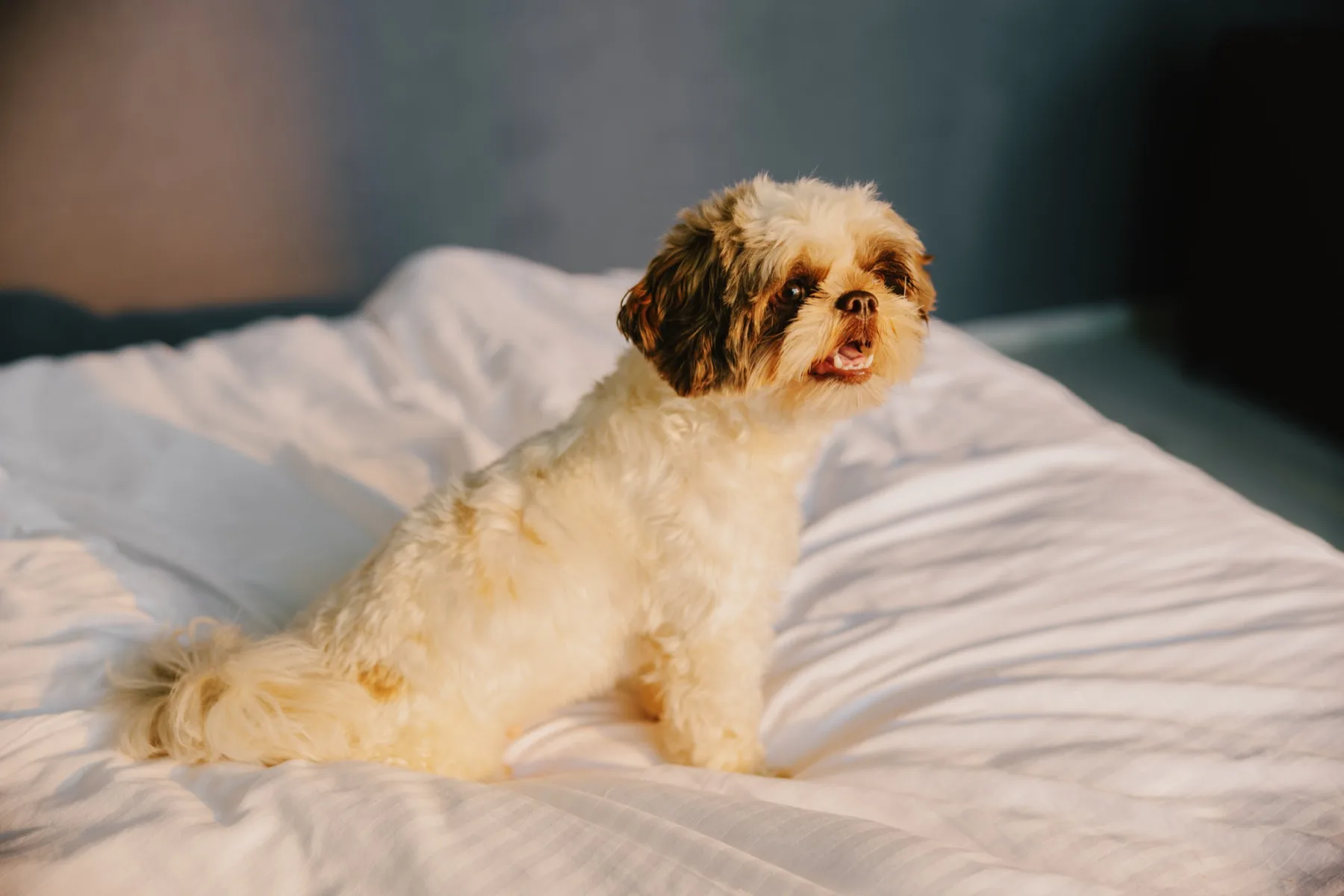 Shih Tzu relaxing on a Sunday Hotel bed